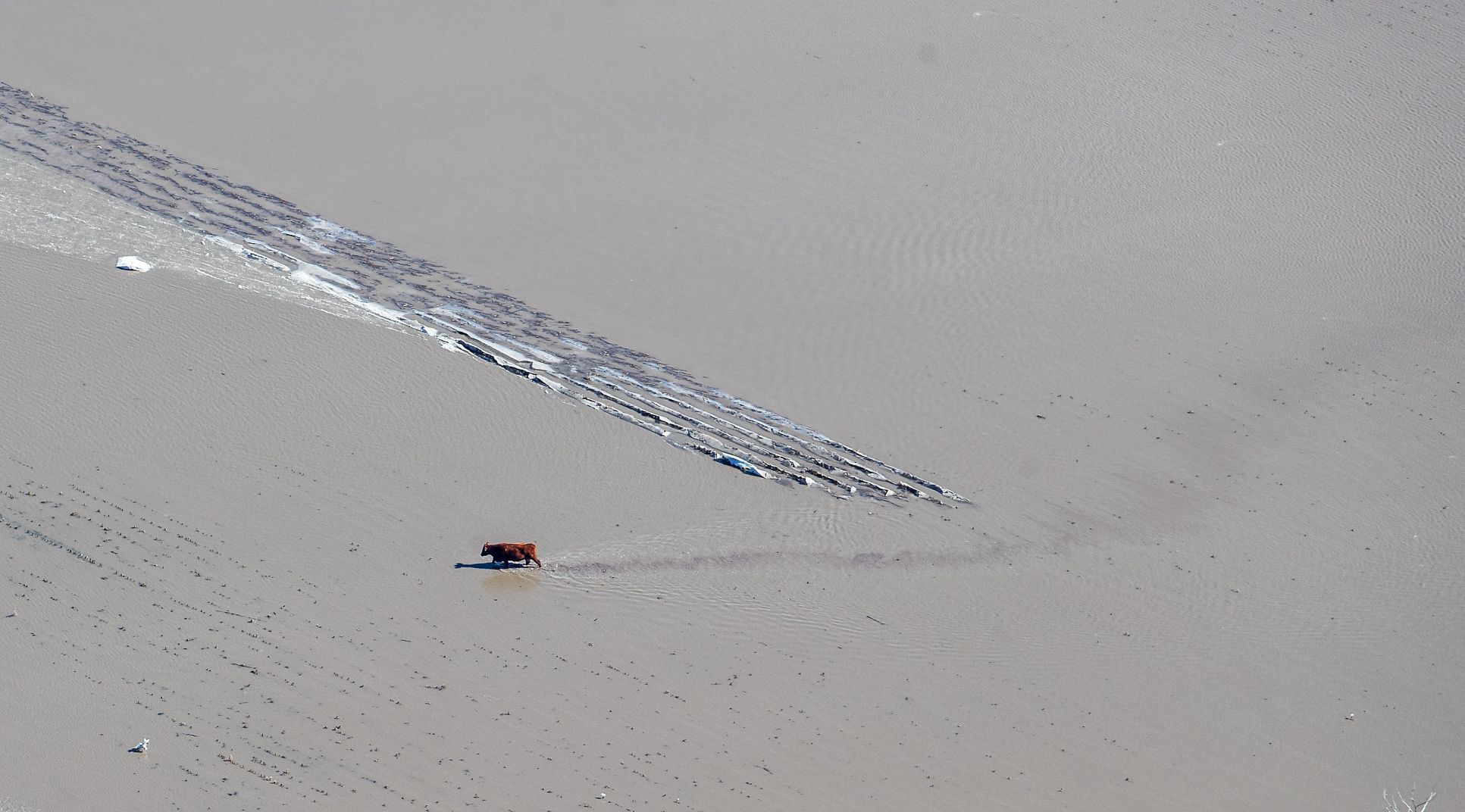 A cow makes its way through floodwaters near Columbus, Nebraska, on Friday.